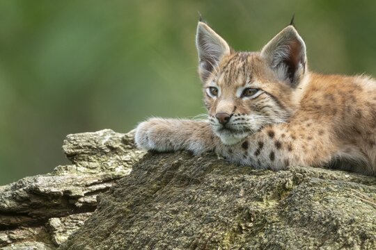 Young lynx (Lynx lynx), Haltern, North Rhine-Westphalia, Germany