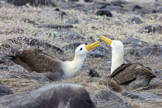 Galapagos albatross (Phoebastria irrorata), Galapagos, Ecuador