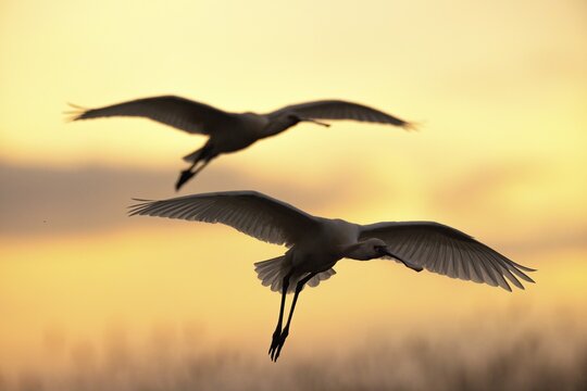 Eurasian spoonbill (Platalea leucorodia) flying to roost, Kiskunsag National Park, Hungary