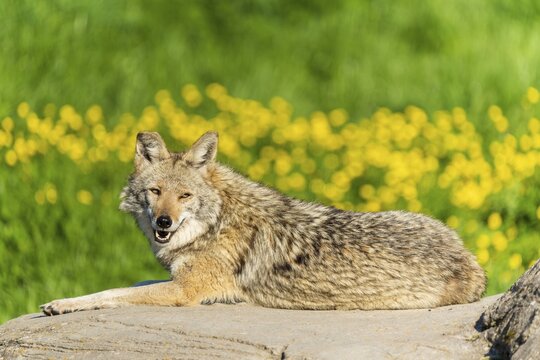 A coyote lies relaxed on a rock with bright yellow flowers in the background, Coyote, coyote (Canis latrans), France
