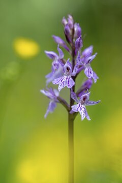 Moorland spotted orchid (Dactylorhiza maculata), Heiligenblut on the Gro&szlig;glockner, Carinthia, Austria
