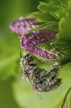 Apidae, apis mellifera, bees, flower pollen, European honey bee, European honey bee, hymenoptera, western honey bee, western honey bee, high size, portrait format, honey bee, honey bee, insects, pollen