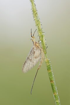 Mayfly (Ephemera glaucops), female with dewdrops, North Rhine-Westphalia, Germany