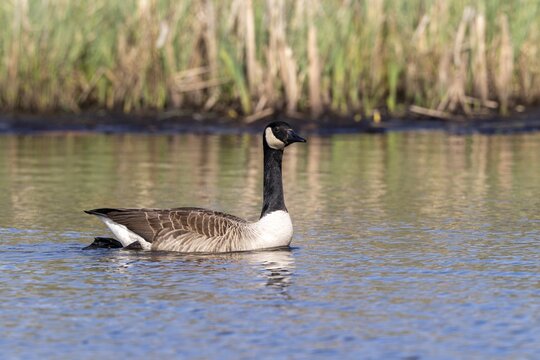 Canada goose (Branta canadensis), Vulkaneifel, Rhineland-Palatinate, Germany
