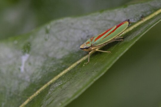 Rhododendron cicada (Cephaloscripta coccinea), Emsland, Lower Saxony, Germany