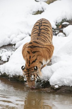 Siberian tiger (Panthera tigris altaica) standing in the snow and drinking water, captive, Germany