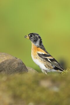 Brambling (Fringilla montifringilla), male sitting on the ground, Wilden, North Rhine-Westphalia, Germany