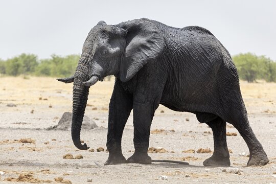 African elephant (Loxodonta africana), Namibia