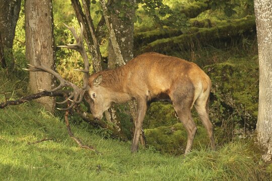 Red deer (Cervus elaphus) stag working on a branch lying on the ground during the rut, Allg&auml;u, Bavaria, Germany, Allg&auml;u, Bavaria, Germany