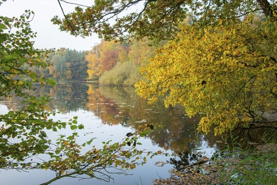 Autumn in the Ahlhorn Fish Ponds Nature Reserve of the Lower Saxony State Forests, Ahlhorn, Lower Saxony, Germany