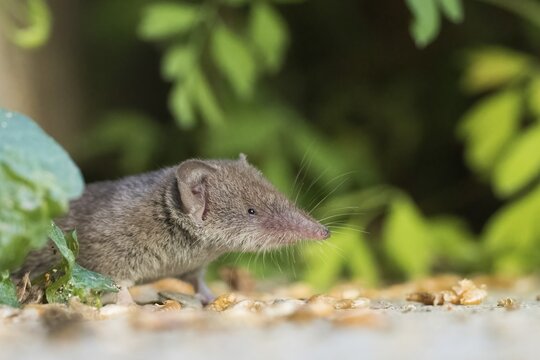 A house shrew (Crocidura russula) on stony ground beside green plants, watching its surroundings intently, Hesse, Germany