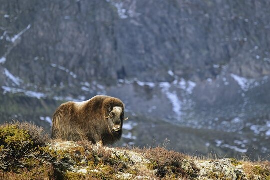 Musk ox (Ovibos moschatus) standing in the autumn tundra in front of a rock face, Dovrefjell-Sunndalsfjella National Park, Norway