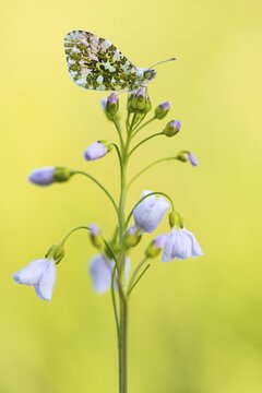 Aurora fritillary (Anthocharis cardamines) on common cuckoo flower, Telbrake, Vechta, Lower Saxony, Germany