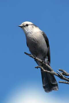 Gray Jay (Perisoreus canadensis), Canada, North America