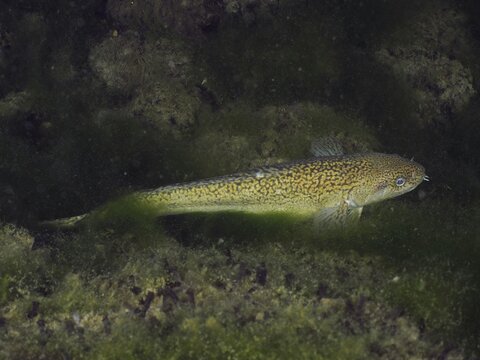 A burbot (Lota lota) swims along an algae-rich environment under water. Dive site Zollbr&uuml;cke, Rheinau, Canton Zurich, Rhine, High Rhine, Switzerland, Germany