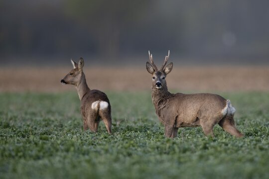 Roebuck in field, Germany