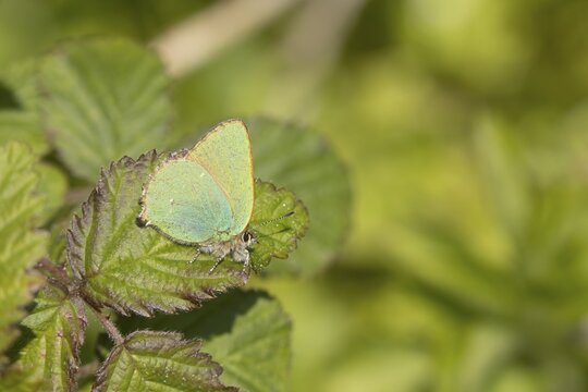 Green hairstreak butterfly (Callophrys rubi) adult on a Bramble leaf, England, United Kingdom