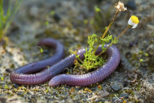 Blanus cinereus, Moorish web digs, Mediterranean worm lizard, web burrow, ringworm, lizards, Extremadura, reptiles, lizards, reptilia, reptiles, Spain
