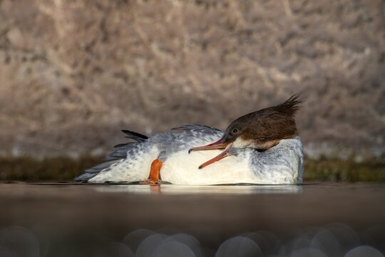 Goosander (Mergus merganser), female, preening, captive, Alpine Zoo, Innsbruck, Tyrol, Austria