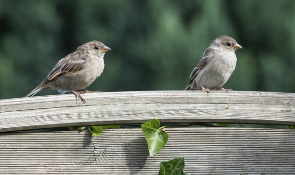 House sparrows (Passer domesticus) on a garden fence, Lower Saxony, Germany