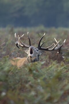 Red deer (Cervus elaphus) adult male stag animal roaring with its mouth open during the annual rut in autumn, England, United Kingdom