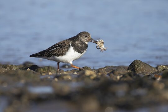 Ruddy turnstone (Arenaria interpres) adult bird carrying a crab in its beak on a shoreline, England, United Kingdom