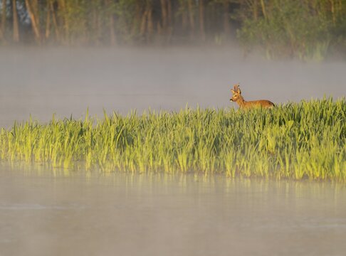 Roe deer (Capreolus capreolus), roebuck standing in a wet meadow, in a wetland biotope at a lake, morning mist, warm morning light, wildlife, Lower Saxony, Germany