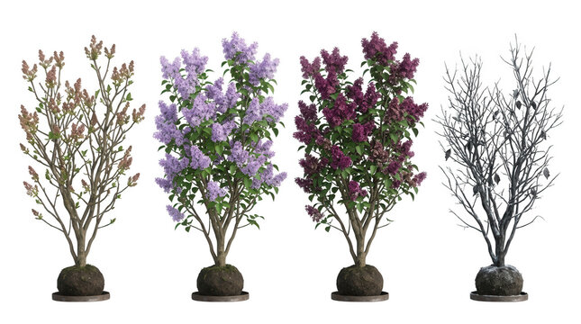 Ensemble de quatre lilas isol&eacute;s montrant les changements saisonniers, du bourgeonnement printanier &agrave; la floraison violette et pourpre, jusqu'&agrave; l'arbre d&eacute;nud&eacute; hivernal, sur fond blanc pur.