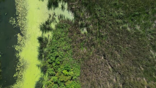 Top down drone video of green algae bloom along shoreline and marshland ecosystem
