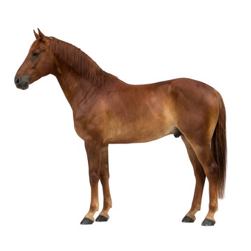 Un cheval bai majestueux se tient debout de profil sur un fond blanc pur, mettant en valeur sa robe brune &eacute;l&eacute;gante, sa crini&egrave;re soign&eacute;e et sa posture athl&eacute;tique dans une vue int&eacute;grale isol&eacute;e.