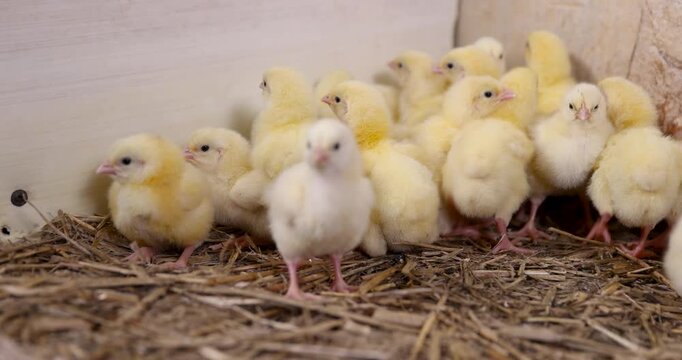 A group of newborn chickens on shavings, farm chickens running on the floor sprinkled with sawdust   