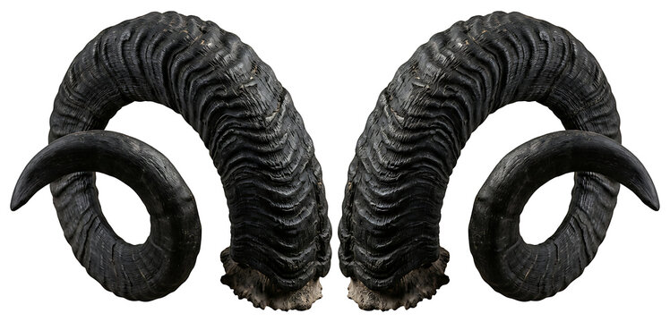 Pair of large curved black ram horns isolated on transparent background