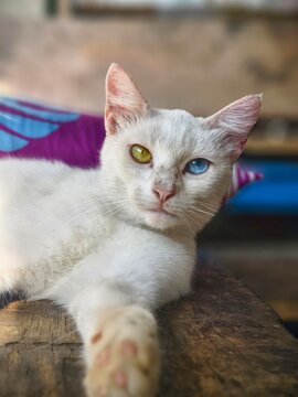 Close-up of a striking white cat with heterochromia, one green eye and one blue eye, resting on wood.
