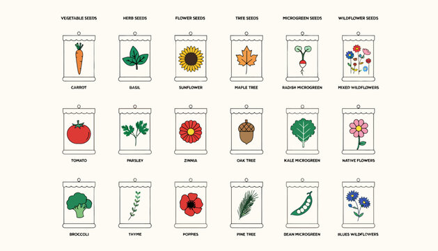 Vegetable and flower illustrations, various plant types
