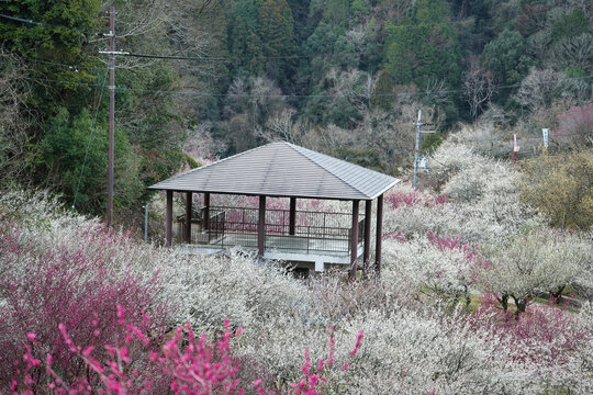 静かな早朝の月ヶ瀬梅林