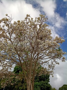 Blooming white ipe tree under blue sky with fluffy white clouds &ndash; for nature photography prints, botanical magazine covers, and eco-friendly travel banners