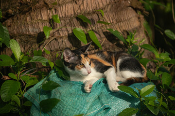 Obraz premium Cute calico cat resting comfortably on a green woven sack under the shade of a palm tree