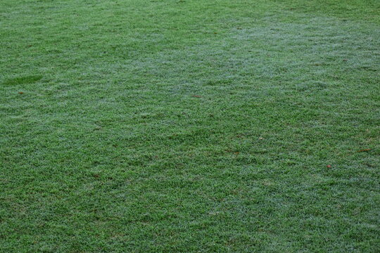 green grass background, exterior design