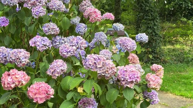 Lush bigleaf hydrangea bush with vibrant pink, purple, and blue flowers swaying gently in a park