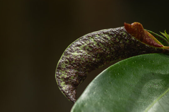 Macro view of a plant leaf infected with bumpy brown fungal blister galls and scab disease