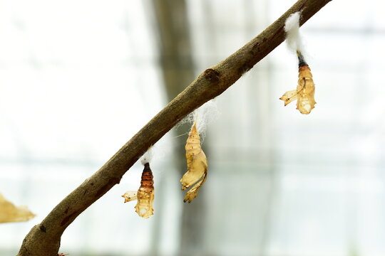 close up view of brown butterfly chrysalise hanging from a branch in a garden