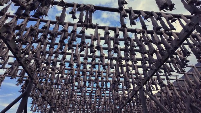 Traditional Norwegian stockfish production with countless cod drying on outdoor wooden racks against a blue sky in the Lofoten Islands