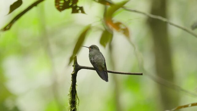 Tiny hummingbird resting on a branch in the mindo cloud forest before taking flight in slow motion