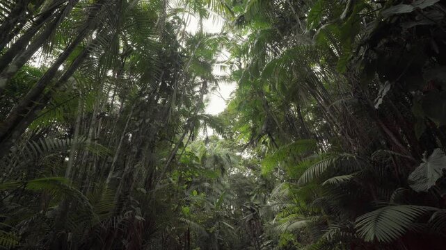 Point of view walking on a muddy path through a dense, lush tropical jungle in mindo, ecuador