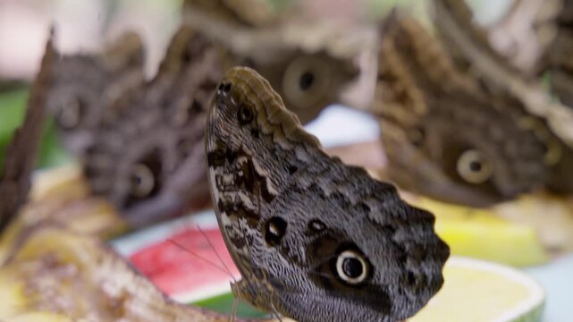 Group of brown owl butterflies eating banana, watermelon, and pineapple at a sanctuary in ecuador