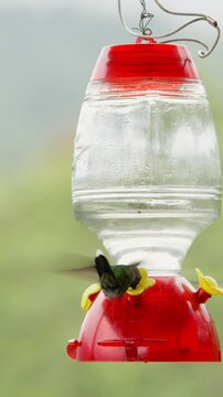 Amazing green hummingbird flapping wings and feeding on sugar water from a bird feeder in mindo