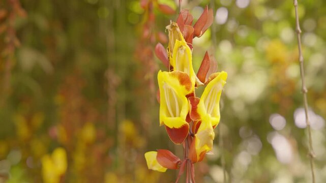Beautiful close up of a thunbergia mysorensis flower gently swaying in a nature reserve