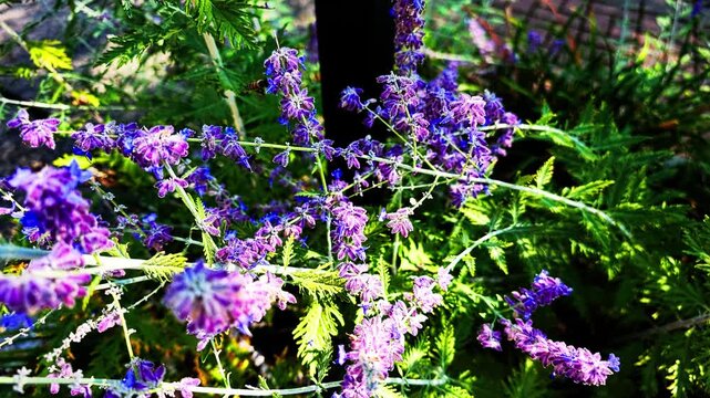 Honey bee gathering nectar and pollinating beautiful purple russian sage flowers. Close-up view of the insect working on a summer day