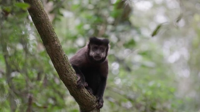 Wild capuchin monkey sitting on a tree branch in the rainforest looking around in slow motion