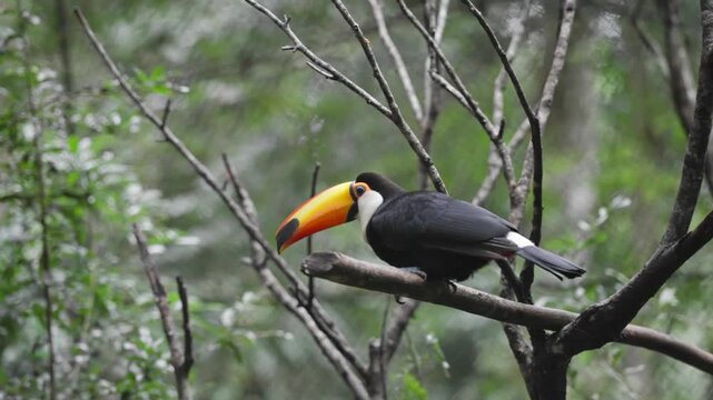 A toco toucan resting on a forest branch among bare twigs in captivity in slow motion